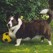 Welsh corgi cardigan Buster ¤ død ¤