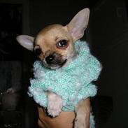 Chihuahua Pequeno born to be my