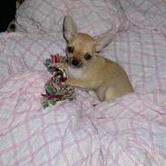 Chihuahua Pequeno born to be my
