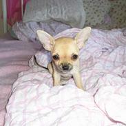 Chihuahua Pequeno born to be my
