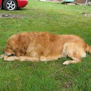 Golden retriever Balder