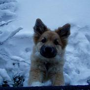 Islandsk fårehund Bliki