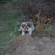 Islandsk fårehund Bliki