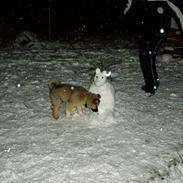 Islandsk fårehund Bliki