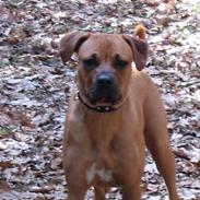 Blanding af racer Kenzo