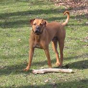 Blanding af racer Kenzo