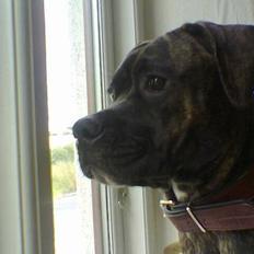 Amerikansk bulldog Nanna