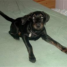 Blanding af racer Rollo (død)