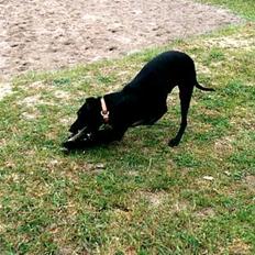 Manchester terrier Vaks