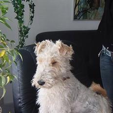 Ruhåret foxterrier Pjevs