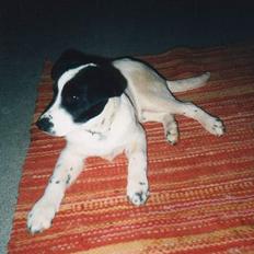 Blanding af racer Jacko