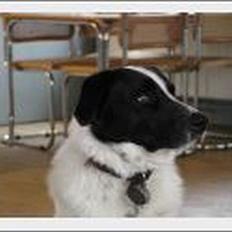 Blanding af racer Jacko