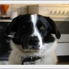 Blanding af racer Jacko