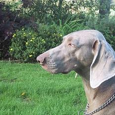 Weimaraner HOT SHOOT´S CHAOS HD-A