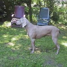 Weimaraner HOT SHOOT´S CHAOS HD-A