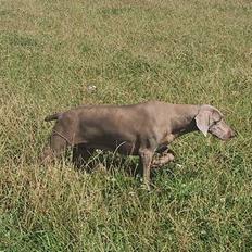 Weimaraner HOT SHOOT´S CHAOS HD-A