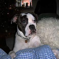 Amerikansk bulldog Bufas