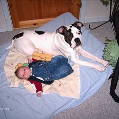 Amerikansk bulldog Bufas