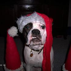 Amerikansk bulldog Bufas