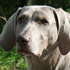 Weimaraner KBHV98 markpr FRIDA HD-A 