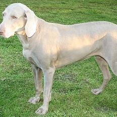 Weimaraner KBHV98 markpr FRIDA HD-A 