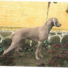 Weimaraner KBHV98 markpr FRIDA HD-A
