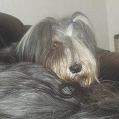Bearded collie Jason