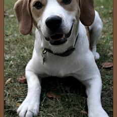 Blanding af racer Xanthos