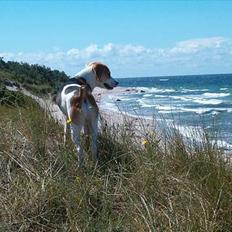 Blanding af racer Xanthos