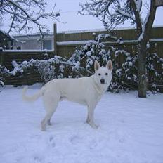 Hvid Schweizisk Hyrdehund Ursus