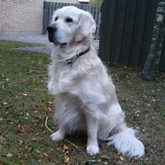 Golden retriever Maxey - Aflivet 06-12-2013
