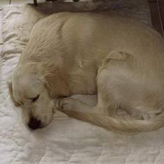 Golden retriever Maxey - Aflivet 06-12-2013