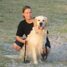 Golden retriever Maxey - Aflivet 06-12-2013