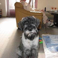 Mellemschnauzer Balder