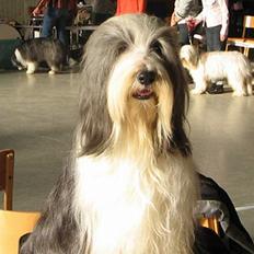Bearded collie Louise