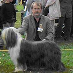 Bearded collie Louise