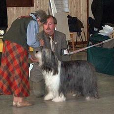 Bearded collie Louise