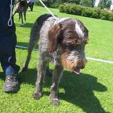 Ruhåret hønsehund .V.I.P. dusty :o)