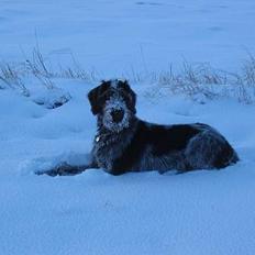 Ruhåret hønsehund .V.I.P. dusty :o)