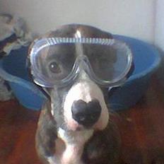 Amerikansk staffordshire terrier Emma