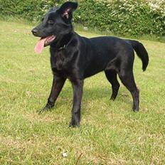 Blanding af racer Zenta