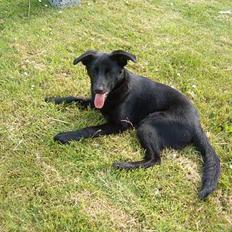 Blanding af racer Zenta