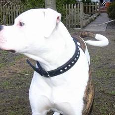 Amerikansk bulldog Deca