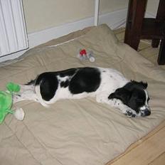 Cocker spaniel Mille