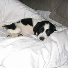 Cocker spaniel Mille