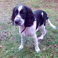 Cocker spaniel Mille