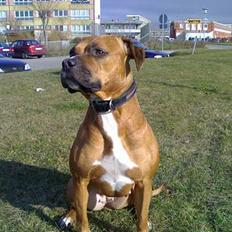 Amerikansk staffordshire terrier perle