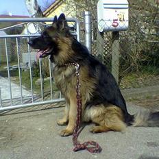 Schæferhund Bamse Heok´s Marko RIP