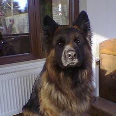 Schæferhund Bamse Heok´s Marko RIP
