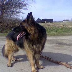 Schæferhund Bamse Heok´s Marko RIP